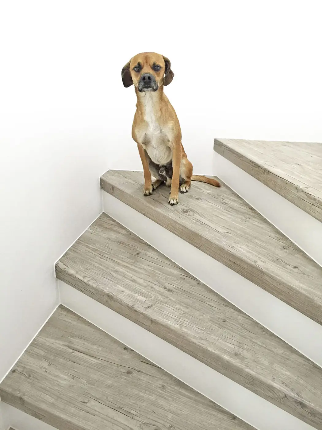 Décor chêne clair (et sa mascotte)